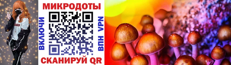 где можно купить Лениногорск Псилоцибиновые грибы Psilocybe